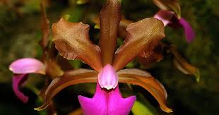 For single plants or small groups, place a tray of water and pebbles or gravel near or beneath the plants. Travaldo S Blog Grow And Care Cattleya Orchid The Queen Of Flowers