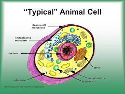 Unlike the eukaryotic cells of plants and fungi, animal cells do not have a cell wall. Cell Structure Function Ppt Download