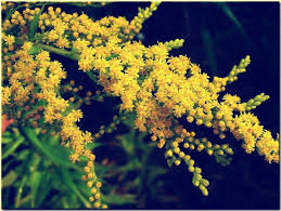 Aster solidago is a perfect yellow filler that complements and brightens any arrangement of flowers. September Wedding Flowers The Beautiful Blooms In Season For Your Big Day Confetti
