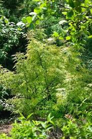 Bright, golden yellow foliage make this small shrub a sunny addition to any garden. Sambucus Morden Golden Glow Media Database
