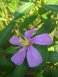 When planning out arrangements for color themed parties or weddings, it's helpful to know which flowers would be in season for the month of the event. Beautiful Purple Flowers But Do Not Know His Name Steemkr