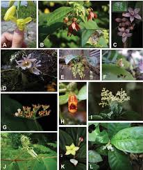 Image result for Sericanthe leonardii