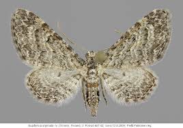 Image result for Eupithecia orphnata