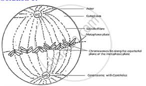 The unit of life by kasis02 (53.9k points). Draw A Labelled Diagram To Show The Metaphase Stage Of Mitosis In An Animal Cell Having 6 Chromosomes Biology Shaalaa Com