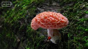 فطر الدراق المجعد أو Rhodotus هو من أنواع الفطر له شكل مميز واسمه الشائع مشتق من لونه الزهري ومن قشرة الرأس الت Stuffed Mushrooms Pink Mushroom Plant Fungus