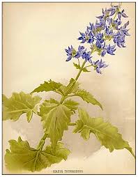 Image result for Coleus thyrsoideus