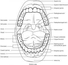 Oral Cavity Anatomy Functions And Diseases Medical Library