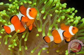 Cara lumut berkembang biak lengkap dengan ciri cirinya. Ipb Teliti Cara Membuat Ikan Badut Betina Antara News Megapolitan