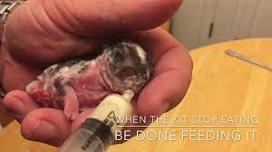 Should you ever touch a baby rabbit? How To Bottle Feed Baby Rabbits 3 Days Old Youtube