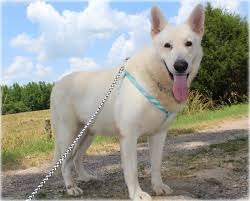 Past puppies of same breeding have been amazing, beautiful and highly intelligent. White German Shepherd Breeders And Puppies At Rolling H Farms