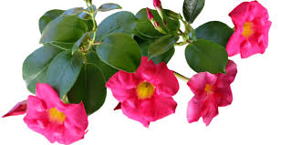 Image result for dipladenie amonea