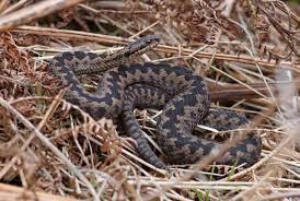 Adder Also Known As A Viper The Only Poisonous Snake In The Uk Poisonous Snakes Snake Reptile Snakes