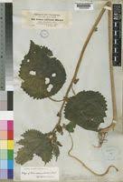 Image result for Girardinia