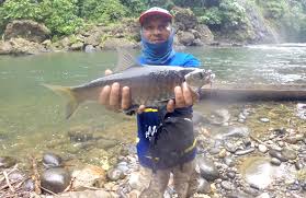 Mata Pancing Berburu Ikan Semah Di Sungai Tenumbang Kabar Mancing