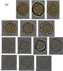 Image result for Rhynchosia goetzei