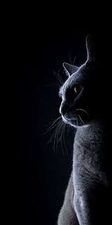 Find this pin and more on yang saya simpan by rohayati saja. 22 Ide Cat Wallpaper Wallpaper Kucing Gambar Anjing Kucing Putih