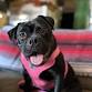 Wags, Wine & Adopt