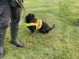 Image result for alpský brakýř jezevčíkovitý