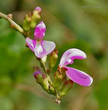 Image result for Canavalia cathartica