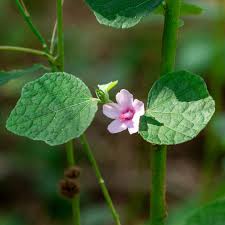 Image result for Urena