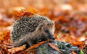 Des milliers de fonds d'écran, de graphismes, d'images partagés par les internautes. 1001 Jolies Exemples D Images D Automne Pour Fond D Ecran Image Automne Fond Ecran Automne Fond Ecran