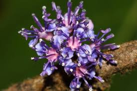 Image result for Memecylon sp. D