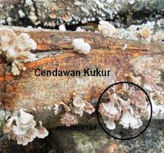 Susah nak cari cendawan sisir / kukur ini. Anim Agro Technology Cendawan Sisir Organik Hebatnya