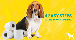 Read our reviews of best dog food for diarrhea and find one that your pet friend will love. How To Stop Dog Diarrhea 4 Simple Steps Dogs Naturally
