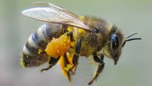 Im zweifel rund um naturschutz beim nächsten naturschutzbeauftragten des kreises oder der stadt anrufen und die lage schildern. Bildervortrag Bienen Hummeln Wespen Und Hornissen Im Haus Lochfeld Homburg1