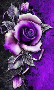 Beautiful Roxo Rosa Wallpaper Wp4402730 Live Wallpaper Hd Papeis De Parede Purple Roses Wallpaper Purple Flowers Wallpaper Purple Roses