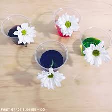 Let's see the actual reason for this color change. Simple Science Color Changing Flowers First Grade Buddies