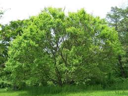 This is a relatively low maintenance tree, and is best pruned in late winter once the threat of extreme cold has passed. Chinese Elm Ulmus Parvifolia North American Insects Spiders