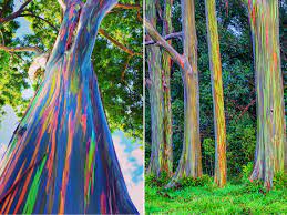 Rainbow eucalyptus is a tall tree that can reach 250 feet in the tropics, but probably no more than the rainbow eucalyptus tree is such a special plant that only the exact plant will have the right. The Wood Of A Rainbow Eucalyptus Tree Eucalyptus Deglupta Interestingasfuck
