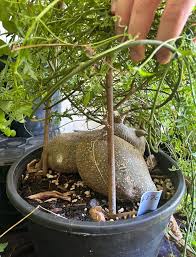 Image result for Kedrostis africana