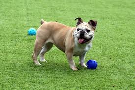 What can i use to clean my artificial grass? Artificial Grass Cleaning Products Which Ones Are Best Install It Direct