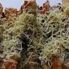 Pisang bakar dengan taburan keju selain lebih nikmat juga menyehatkan. Https Encrypted Tbn0 Gstatic Com Images Q Tbn And9gcrex3rqia7o4llenvm 4gmrpdbrhmojxi0qnryhvzswexlj6wbq Usqp Cau