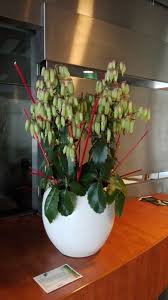 Magic Bells Voor Een Balie Belle