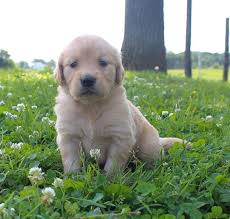 They're fluffy little teddy bears that are golden retriever puppy health issues. Tia Girl Golden Retriever For Sale St Joe Indiana Puppies English Golden Retriever Puppy Puppy Finder