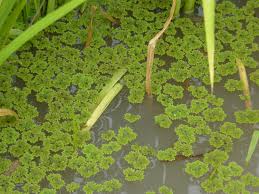 Image result for Azolla pinnata