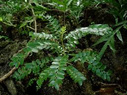 Image result for Phyllanthus muellerianus