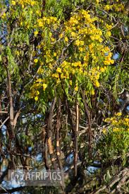 Image result for Cassia abbreviata