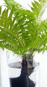 Check 'paku pakis' translations into english. Code Ppg1 Plant Type Angiopteris Akar In Water Story