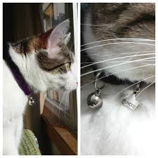 Some are best used for capturing your special moments together and others are most useful. Cool Cat Collars Uk Got The Honest Review They Deserved