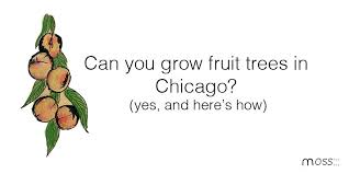 I introduce this podcast and chat with naomi burton about means of production/means tv and the alienation of labor. How To Grow Fruit Trees In Chicago Moss Design