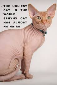 Pin On Cats