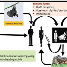 Ebola sudan, ebola zaire, ebola cote d'ivoire, and ebola reston are the four known strains the virus encodes for a nucleoprotein, a glycoprotein, 7 polypeptides, a polymerase, and 4 other. Classification Of Ebola Virus Download Scientific Diagram