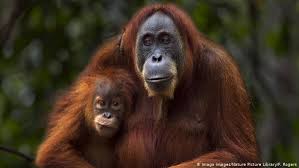Indonesia is a country with variant of specific fauna spread throughout indonesian archipelago. International Biodiversity Day Asia S Most Threatened Species All Media Content Dw 22 05 2019