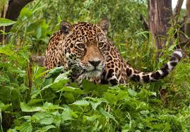 Tropical rainforests form a lush, green band around the equator between the two latitudinal lines of the tropics of cancer and capricorn. Tropical Jaguar Rainforest Animals