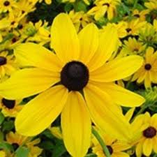 Image result for Rudbeckia hirta