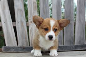 Find all breeds of puppies for sale and dogs for adoption near you in chicago, joliet, springfield, peoria or illinois. Buying A Corgi Puppy What You Need To Know Stumps Rumps Corgi Breeders Corgi Dog Breeder